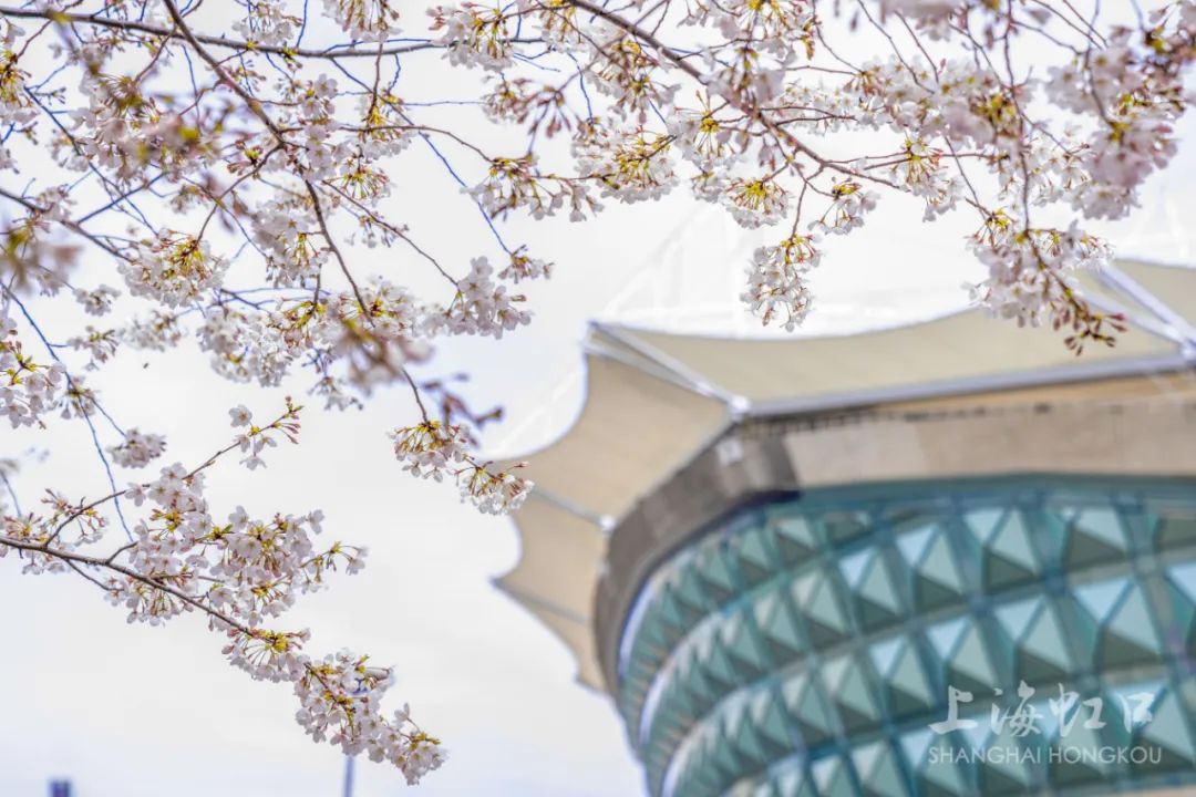 樱花开得最好的地方,徐州周边看樱花景点推荐