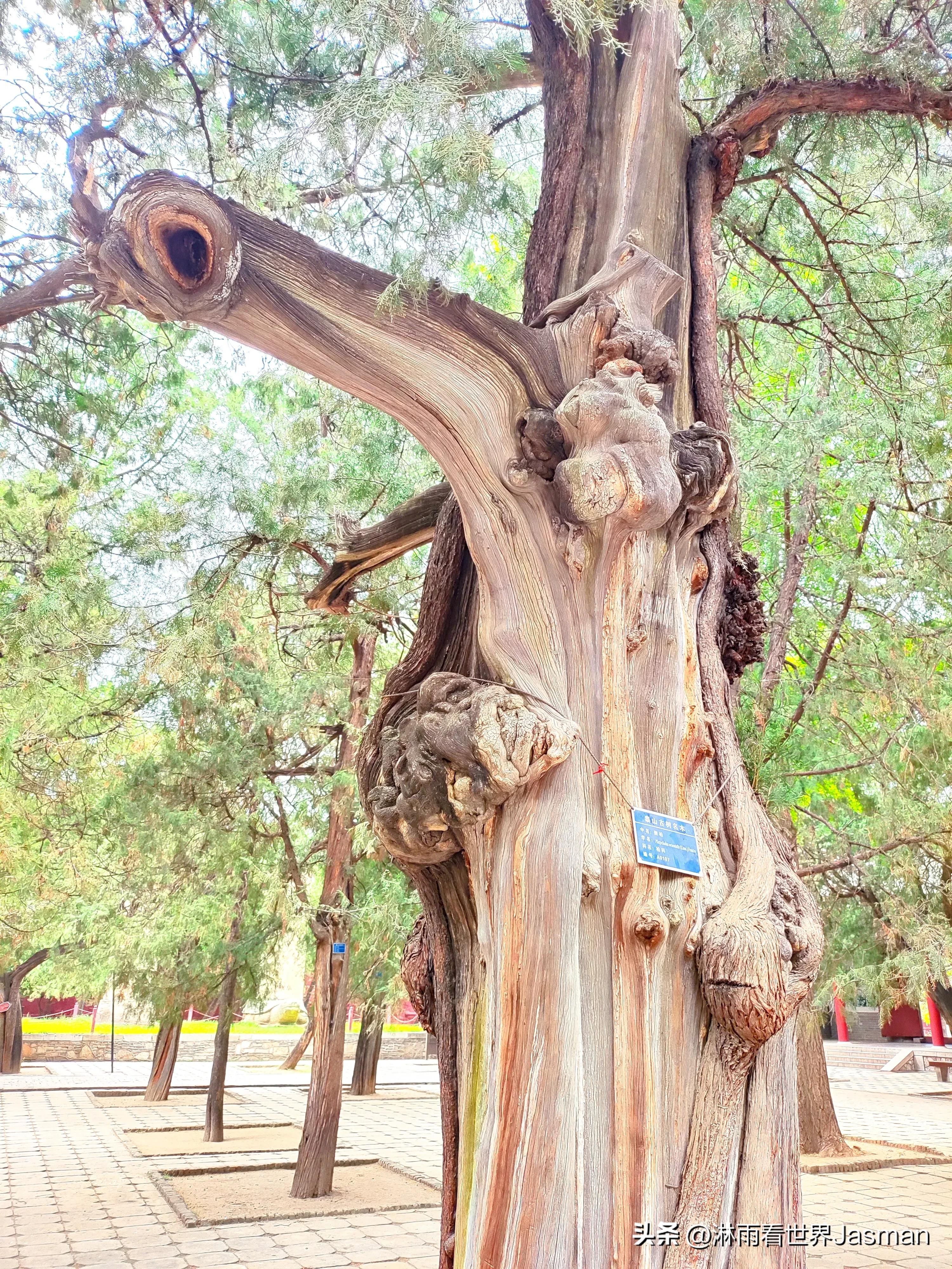 泰山庙东岳庙,泰山东岳大帝庙是岱庙吗