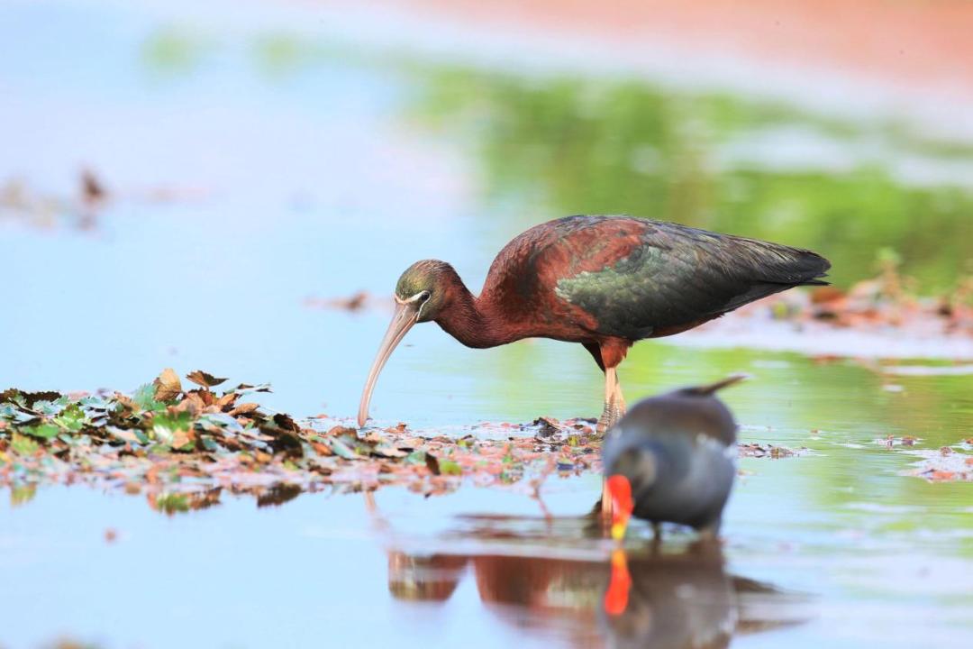 邛海鸟类保护动物名录,邛海动植物有哪些