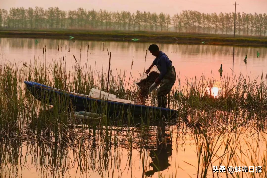 蚌埠龙虾史,蚌埠龙虾在哪里