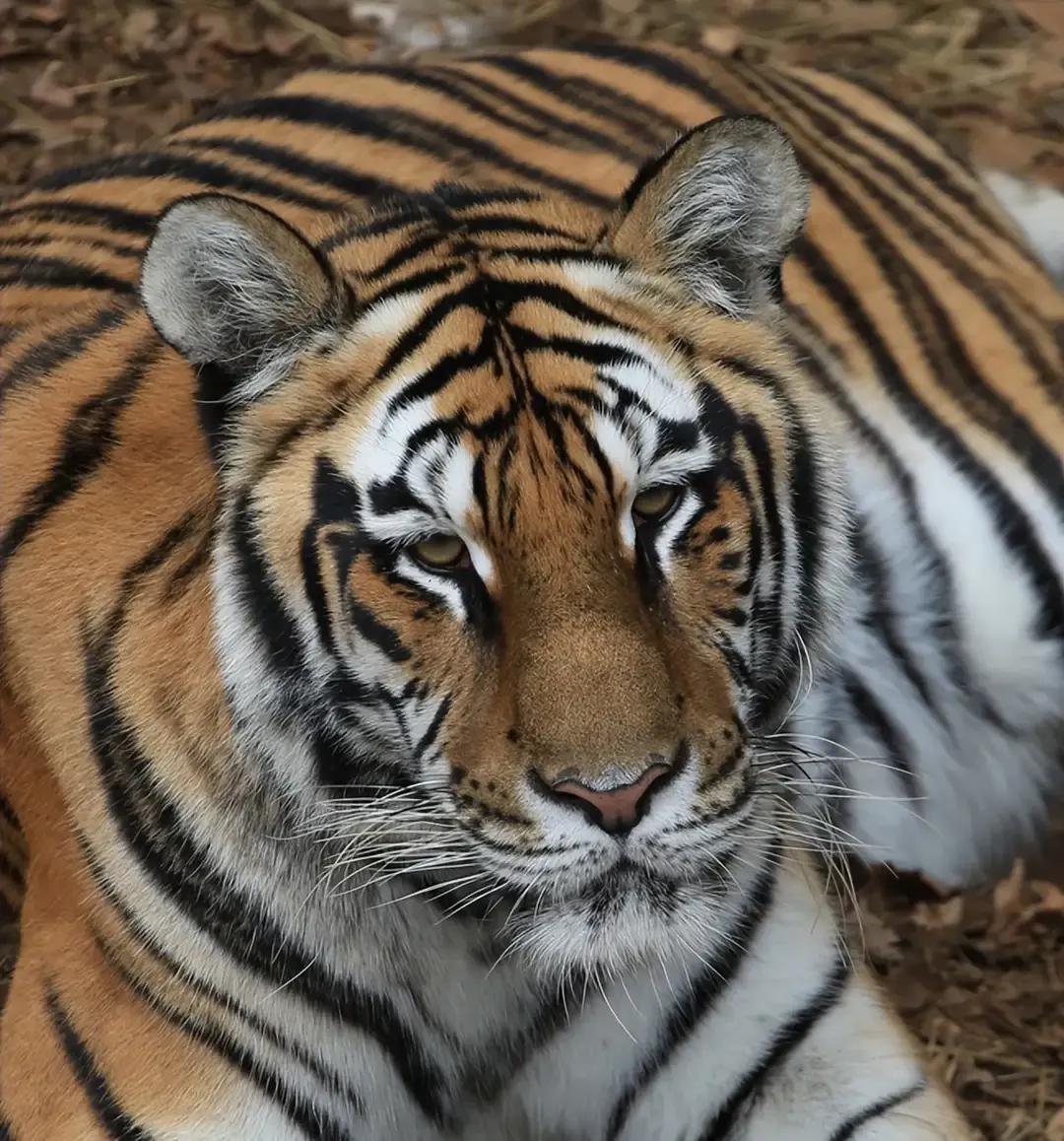猛虎潜深山长啸自成风出自哪里,猛虎潜深山长啸自生风打一生肖