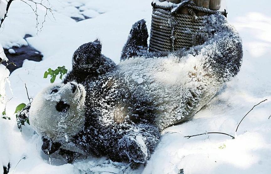 熊猫在各国的待遇相差到底有多大,熊猫在各国待遇