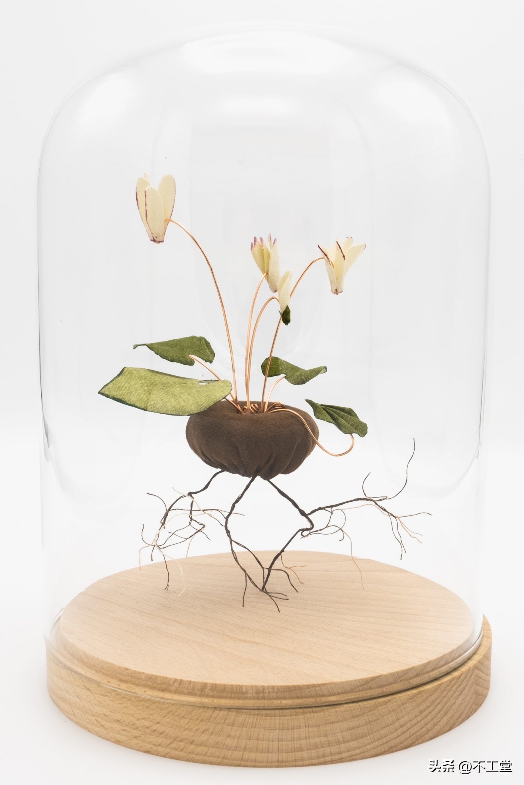 手工压花康乃馨植物标本,中学生手工植物标本