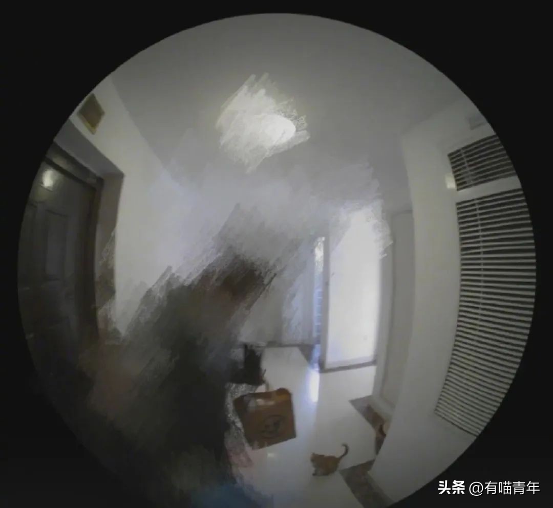 4个月的小奶猫爬上11楼求收养,破大防被拒绝