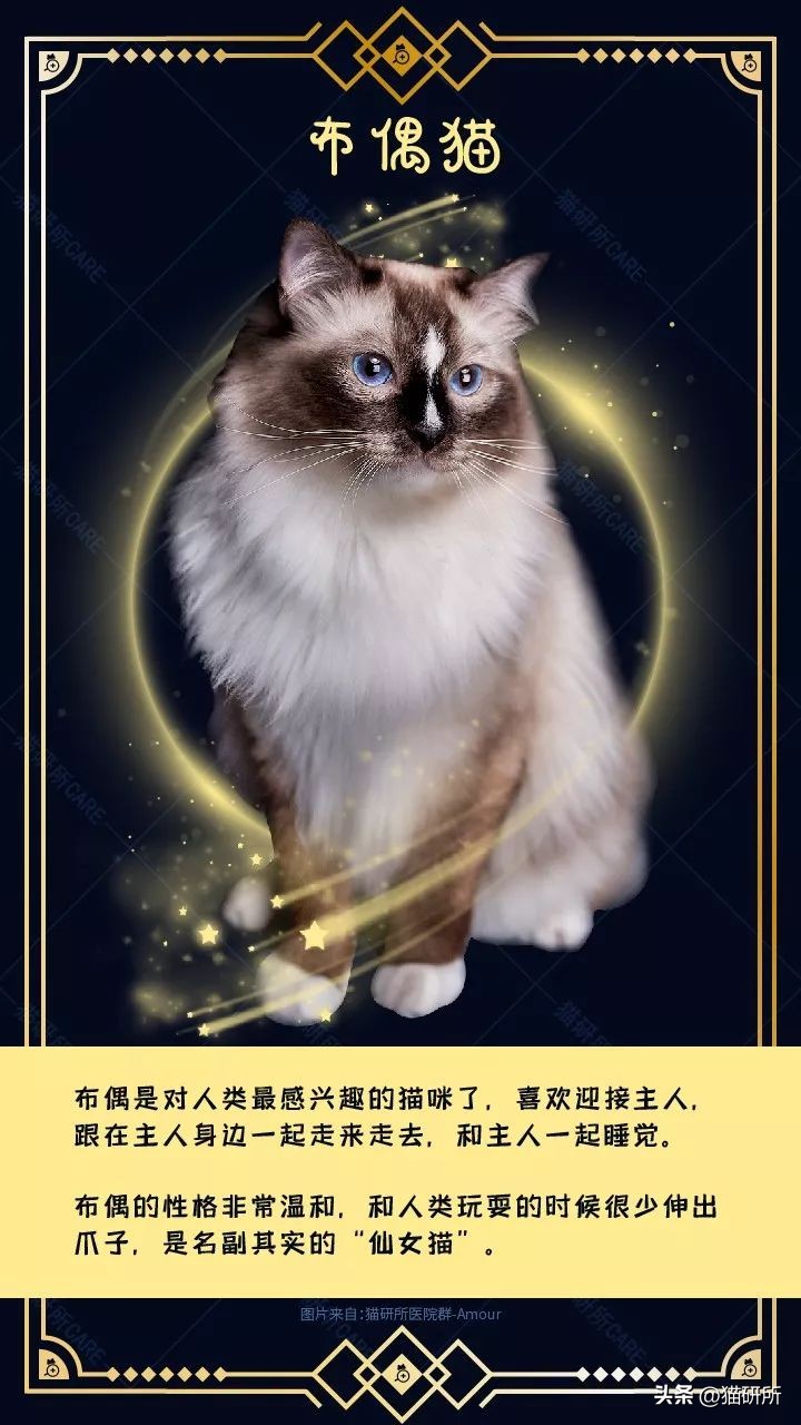 暹罗母猫和英短会生什么样的小猫,英短和暹罗配出来的猫大了什么样