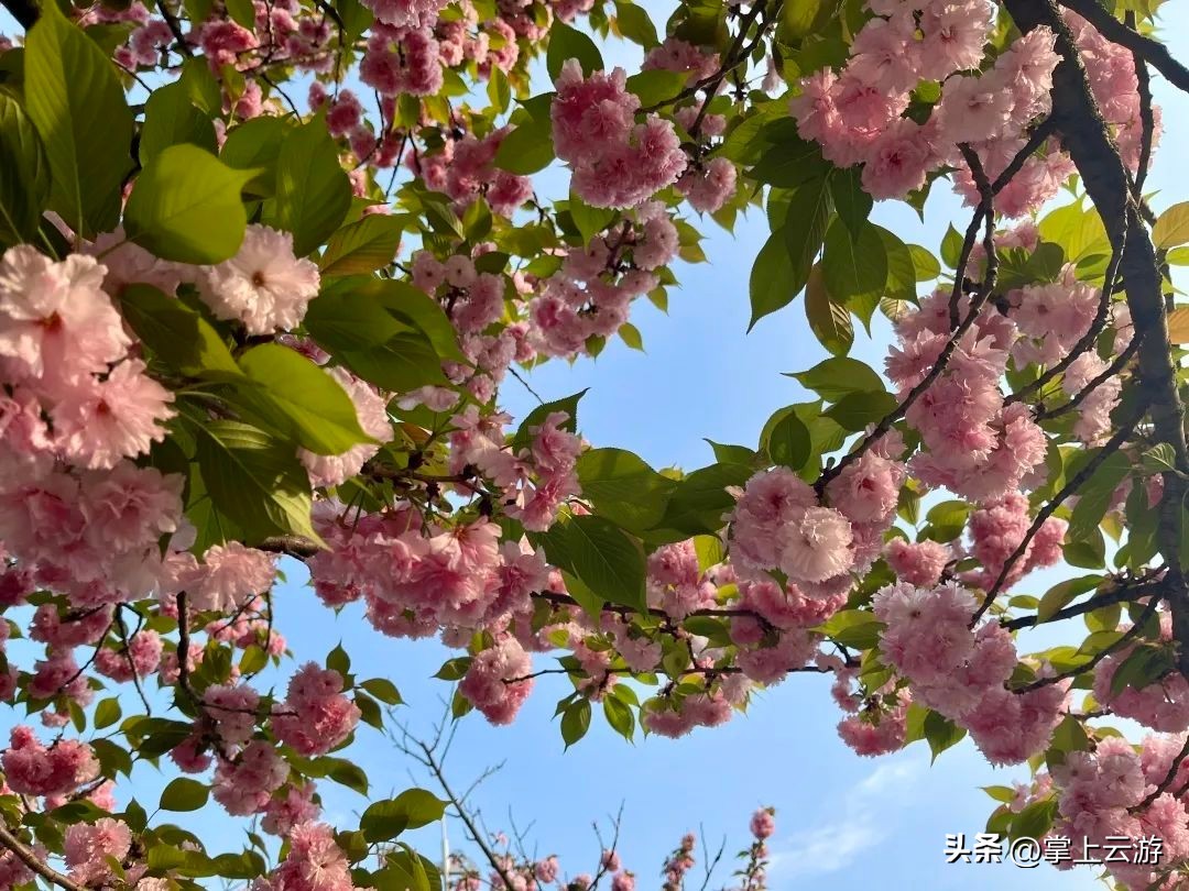 绿野春花,绵阳安州看花免费推荐