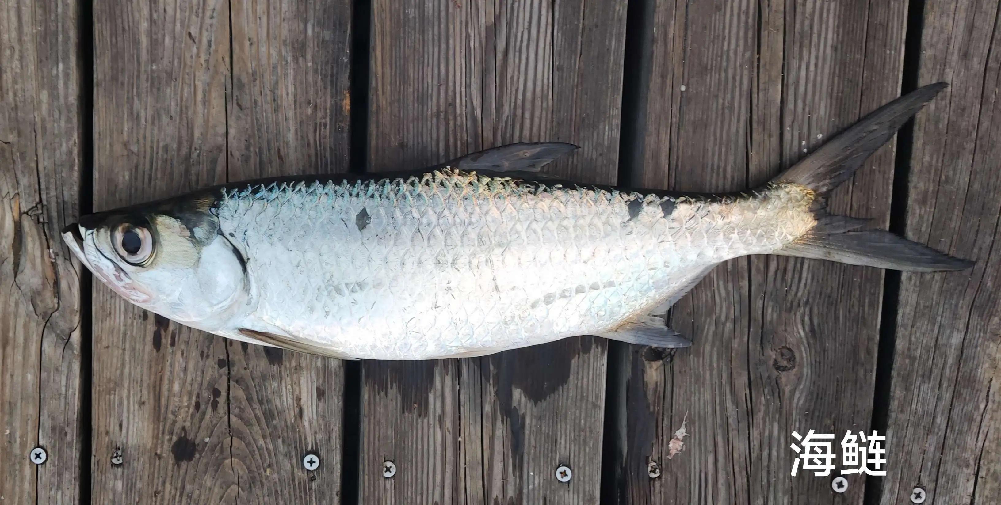 20种常见海鱼,十大常见野生海鱼