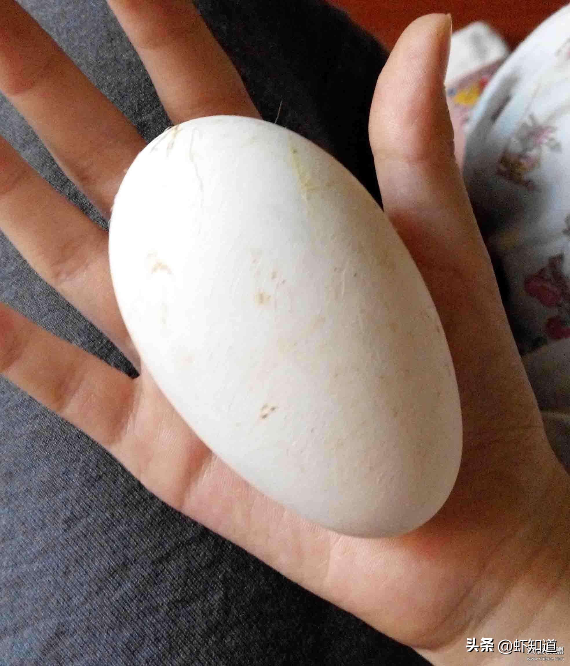 哪种蛋白质对人体最有营养,哪种蛋营养高质量高