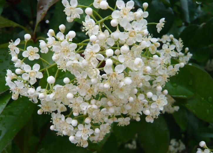 屋里烟味大养什么植物,家里最忌讳养的植物