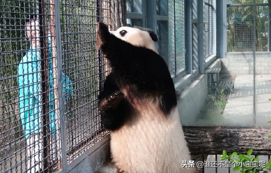每天认识一只大熊猫七仔,大熊猫福星胖大海胆小
