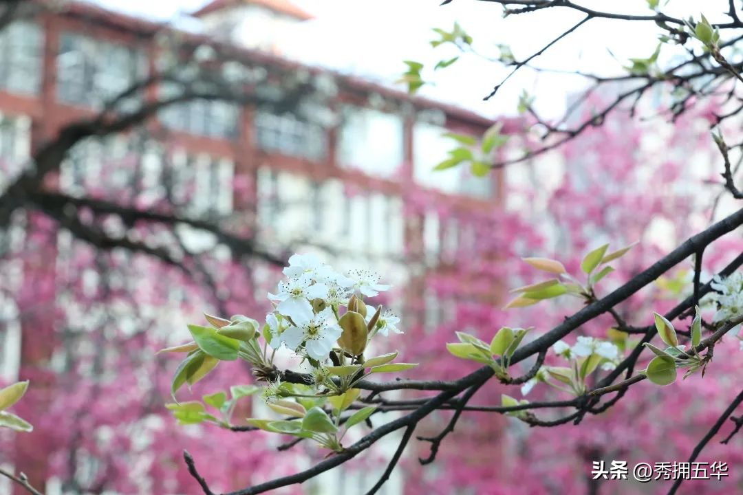 把春天装进校园里作文,把春天装进眼里
