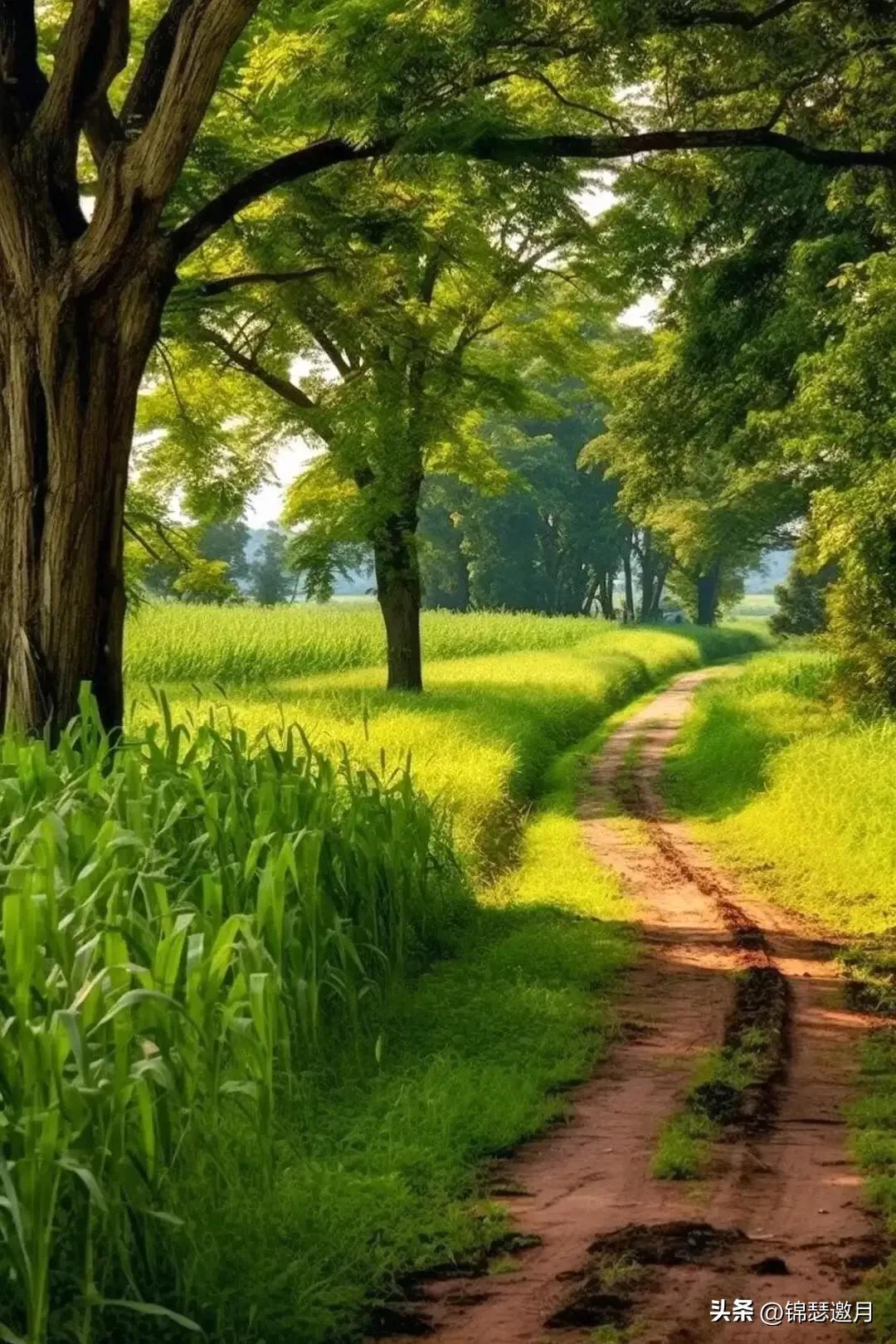 乡村田园风光图片,田园风光风景图片