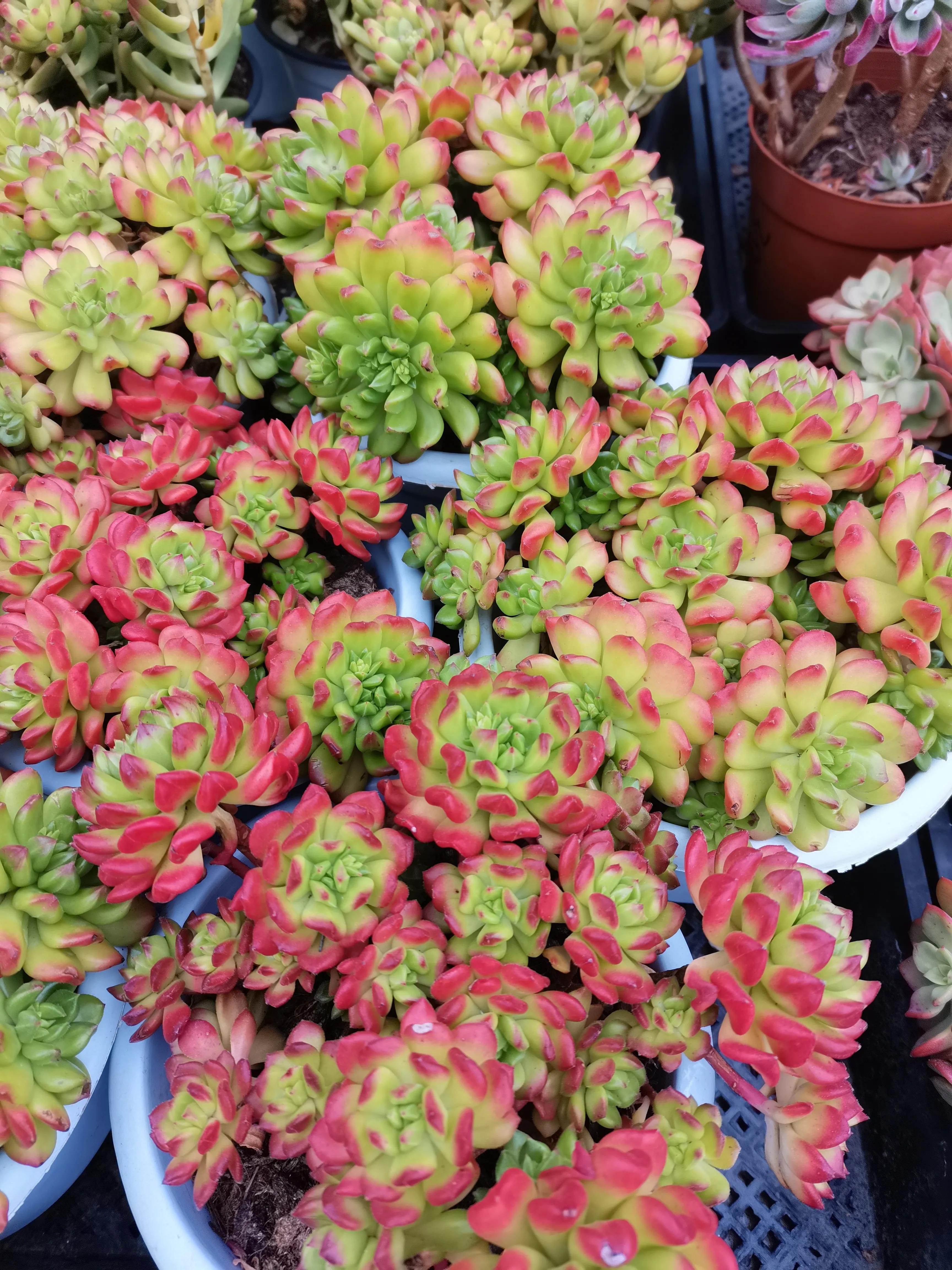 阴雨雾霾天逛月亮湾花市，郁闷不见了，心情舒朗愉悦