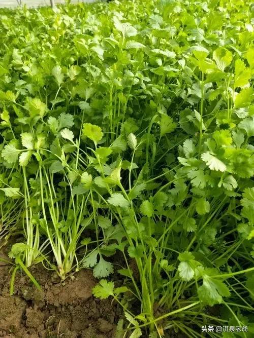 4月可以种植什么绿叶蔬菜,四月适合种植的绿叶蔬菜有哪些