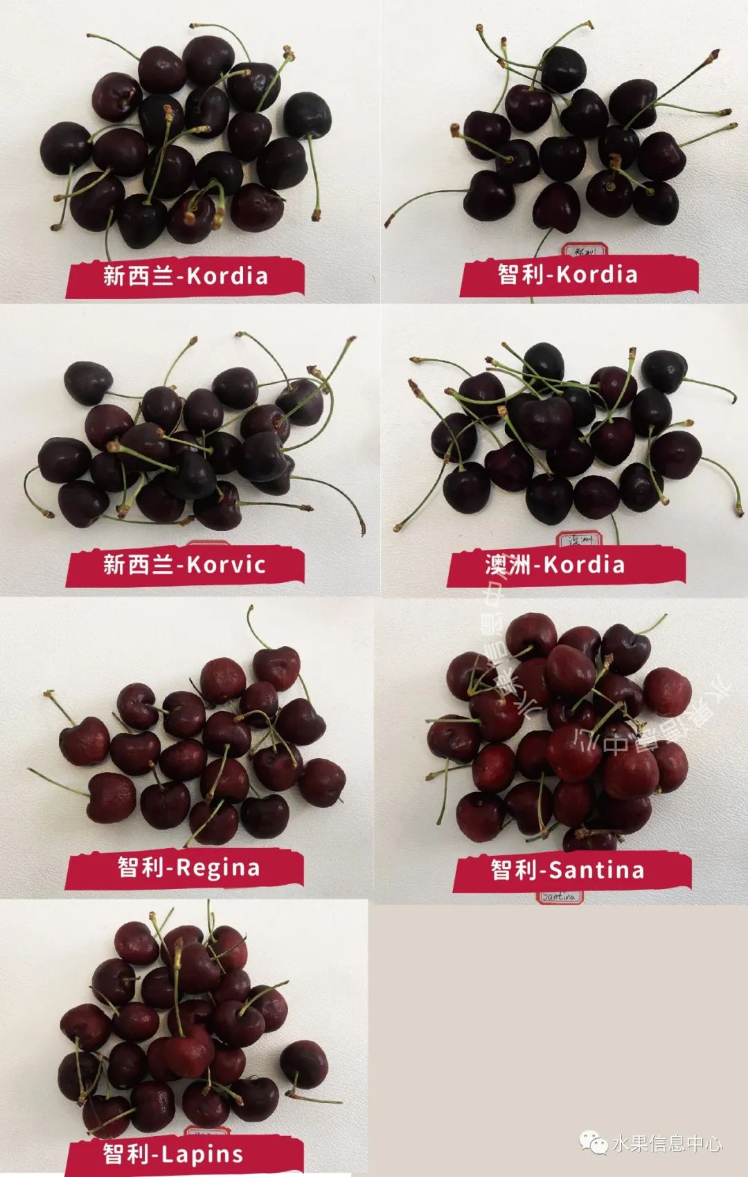 【车厘子评测】新西兰、智利、澳大利亚车厘子大PK