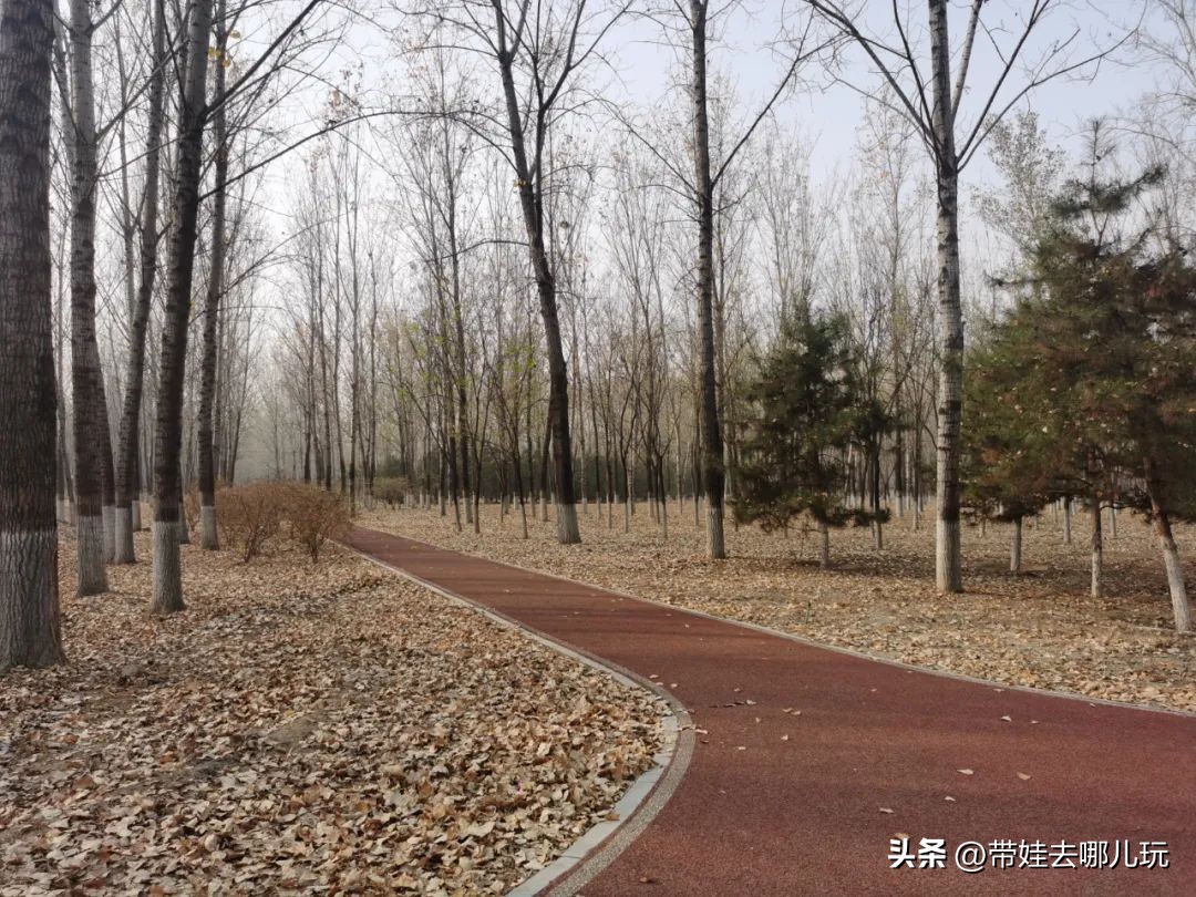 在森林公园里玩耍,中国可以骑行的森林公园