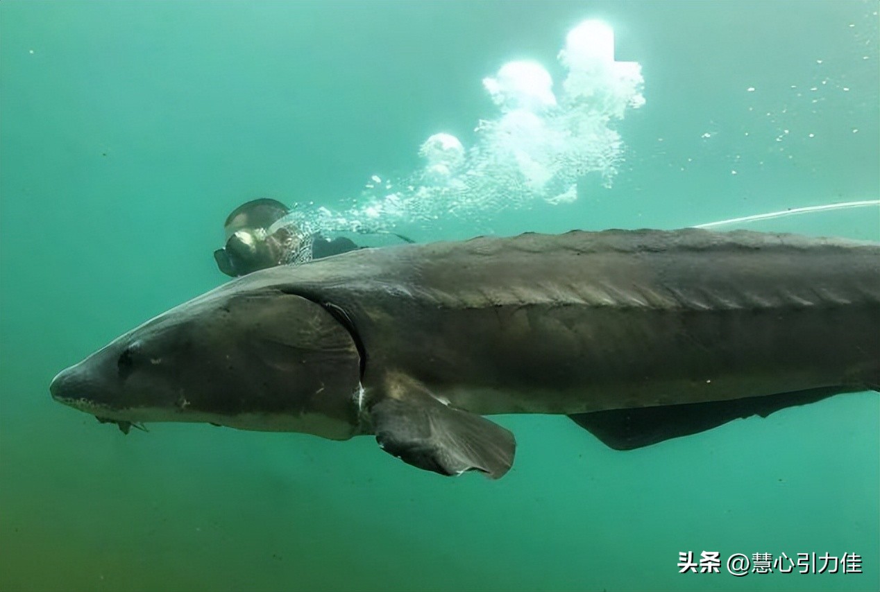 三峡大坝里最大鳡鱼,三峡大坝鱼群画面里部分大鳡鱼