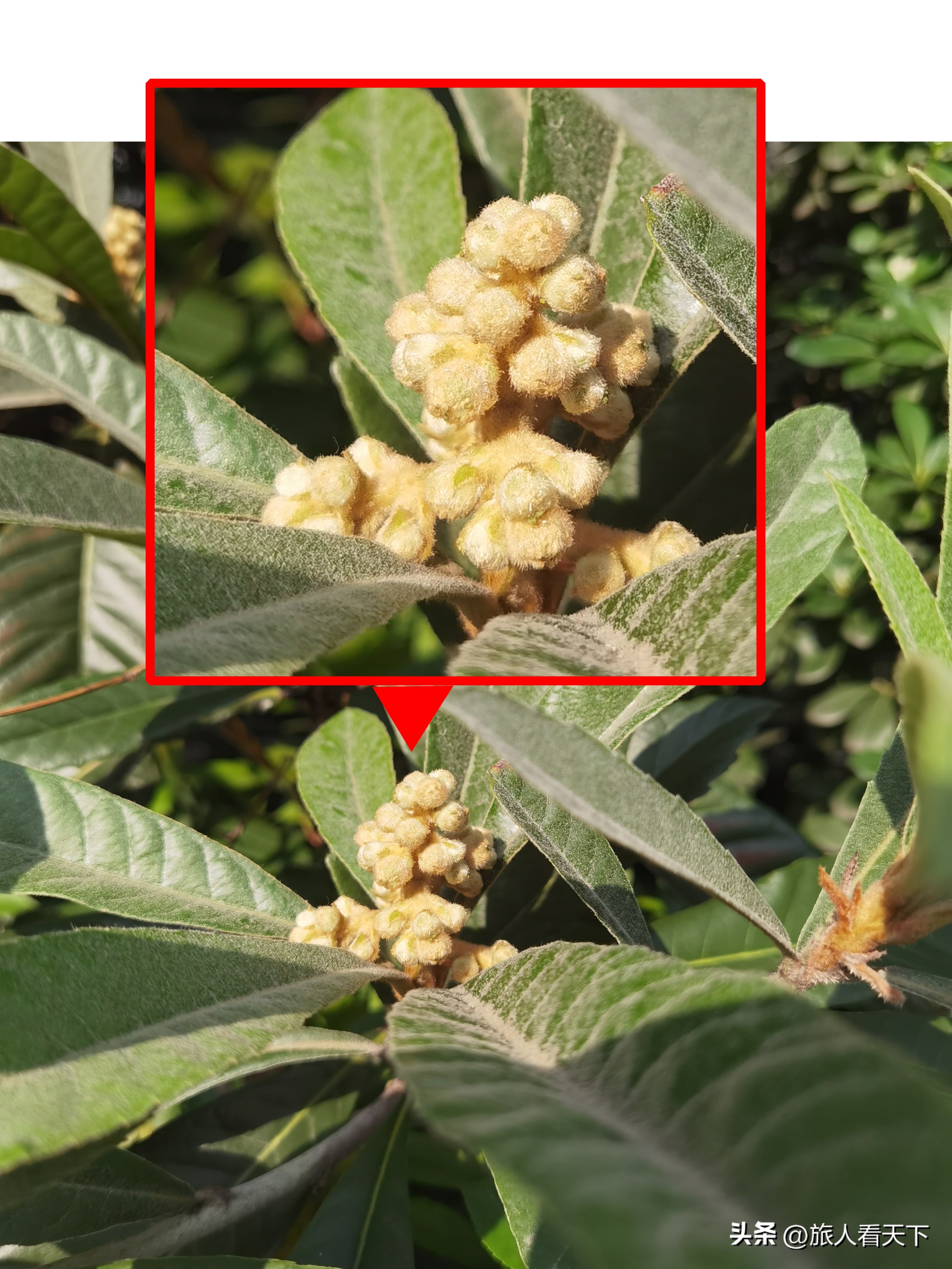 p70拍照对比诺基亚1020,诺基亚1020对比苹果14pro