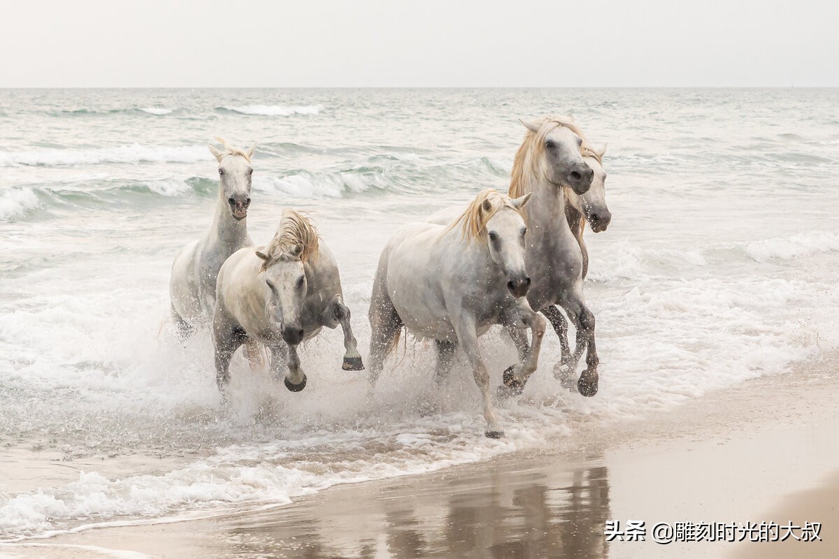 2022索尼世界摄影奖,2020年索尼世界摄影奖国家奖