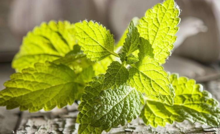 薄荷扦插为什么一晒太阳就下来了,扦插的薄荷怎么发蔫