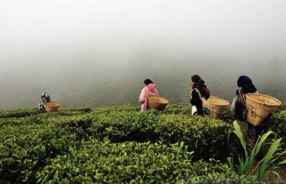 中国为什么要花2个多亿，从印度进口茶叶？印度茶比中国好在哪？