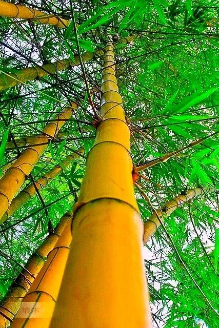 咏竹草古诗二十六首,咏竹原创诗词图片