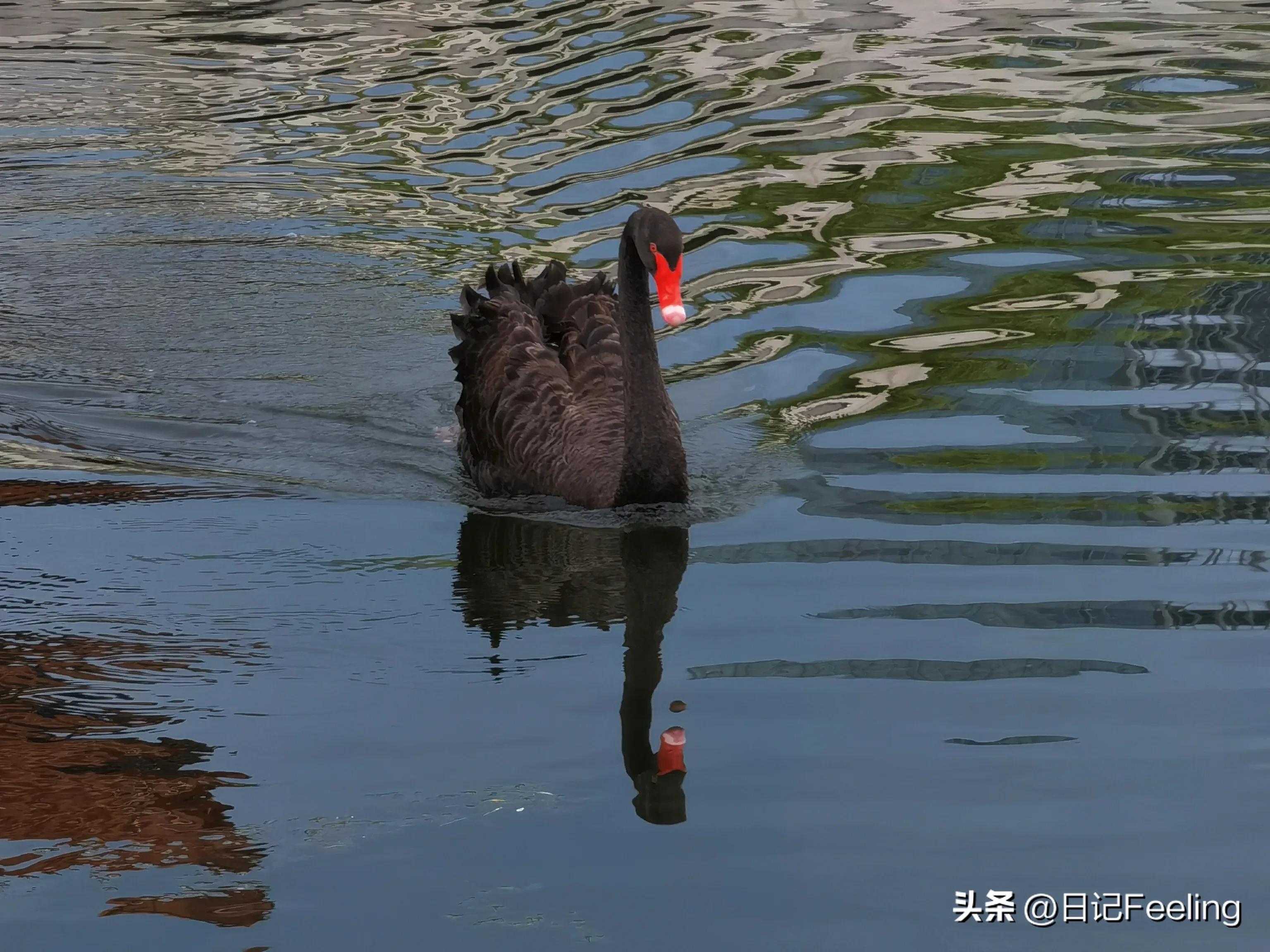 宝马冰淇淋事件分析,宝马冰淇淋事件总结