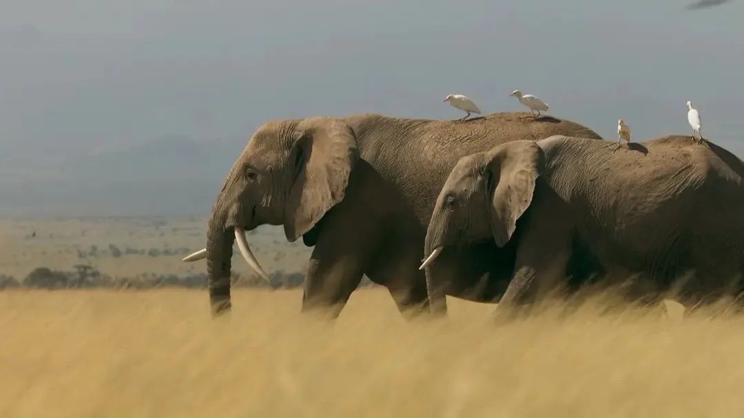 最新豆瓣电影推荐大片9.0以上评分,最新豆瓣评分9.5以上的电影