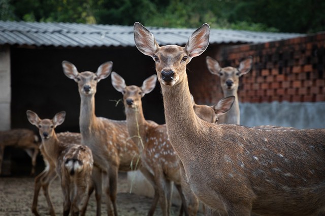 梅花鹿的养殖技术与管理技术,梅花鹿养殖技术
