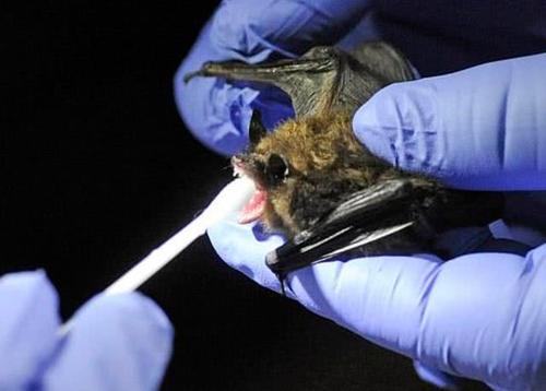 同样是新冠为什么有的人症状轻,为什么新冠和非典不一样