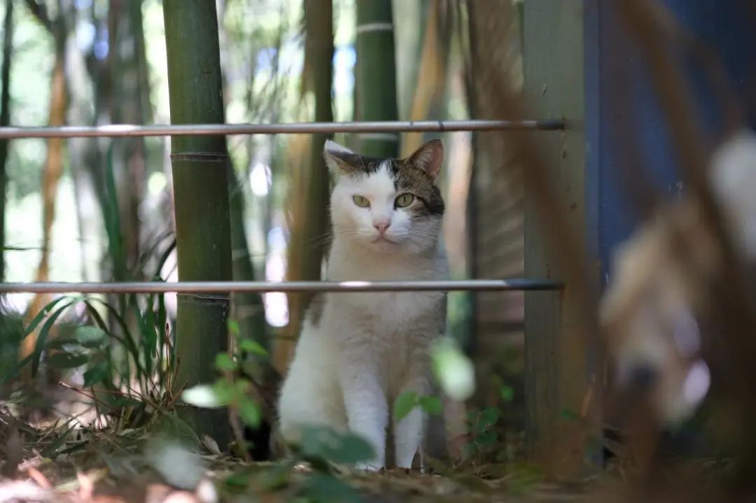 绽放尖端画质富士新旗舰x-h2发布,富士X-H2无反相机发布