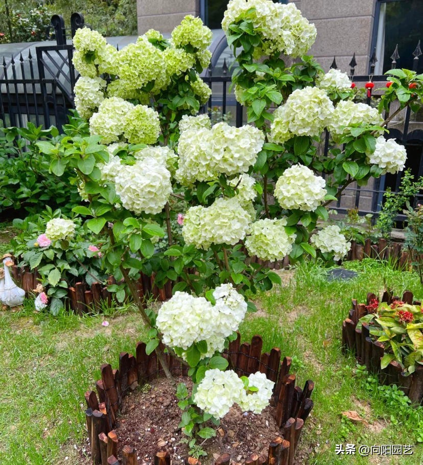中华木绣球种在庭院有什么忌讳,刚买的中华木绣球怎么才能种活