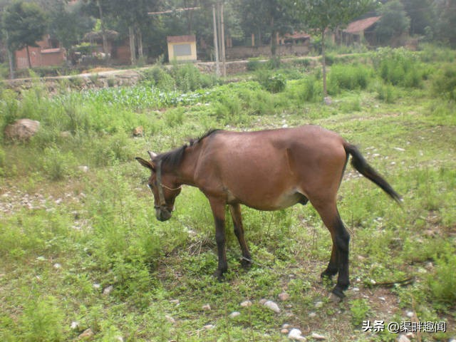 横水卸甲坪旅游路线,横水卸甲坪风景