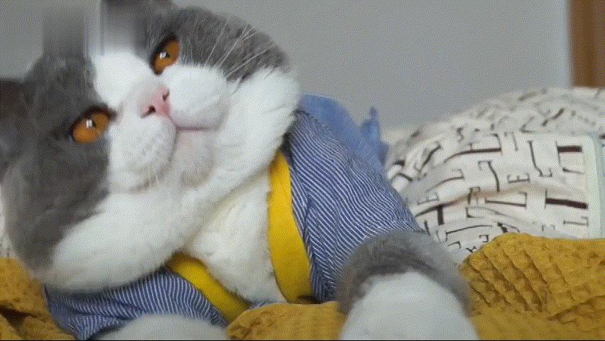 英短蓝猫如何看品种纯不纯,英短虎斑猫怎么看纯不纯