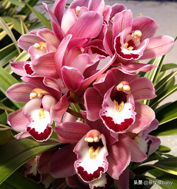 分享五种漂亮花卉,分享一款好看的月季