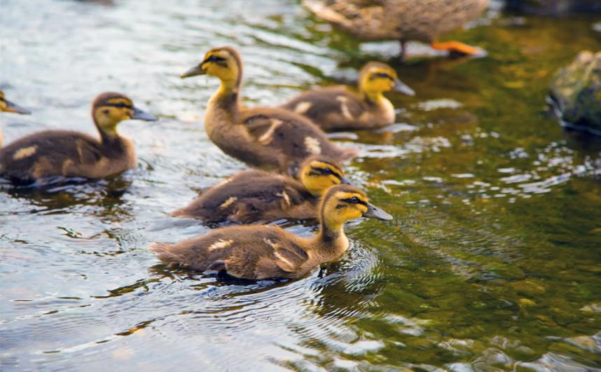 鸭子瘫痪了,鸭子瘫痪不吃东西