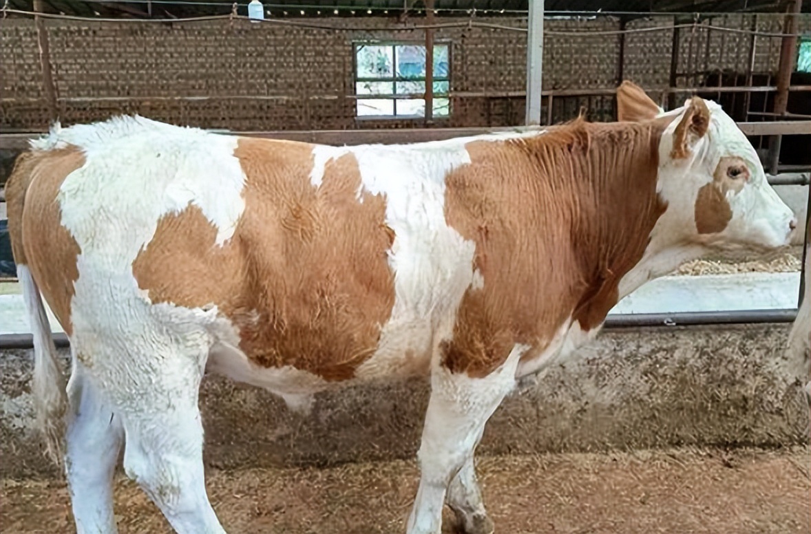 你见过5条腿的牛吗？养出2000斤巨大吨牛，一年大赚5000万