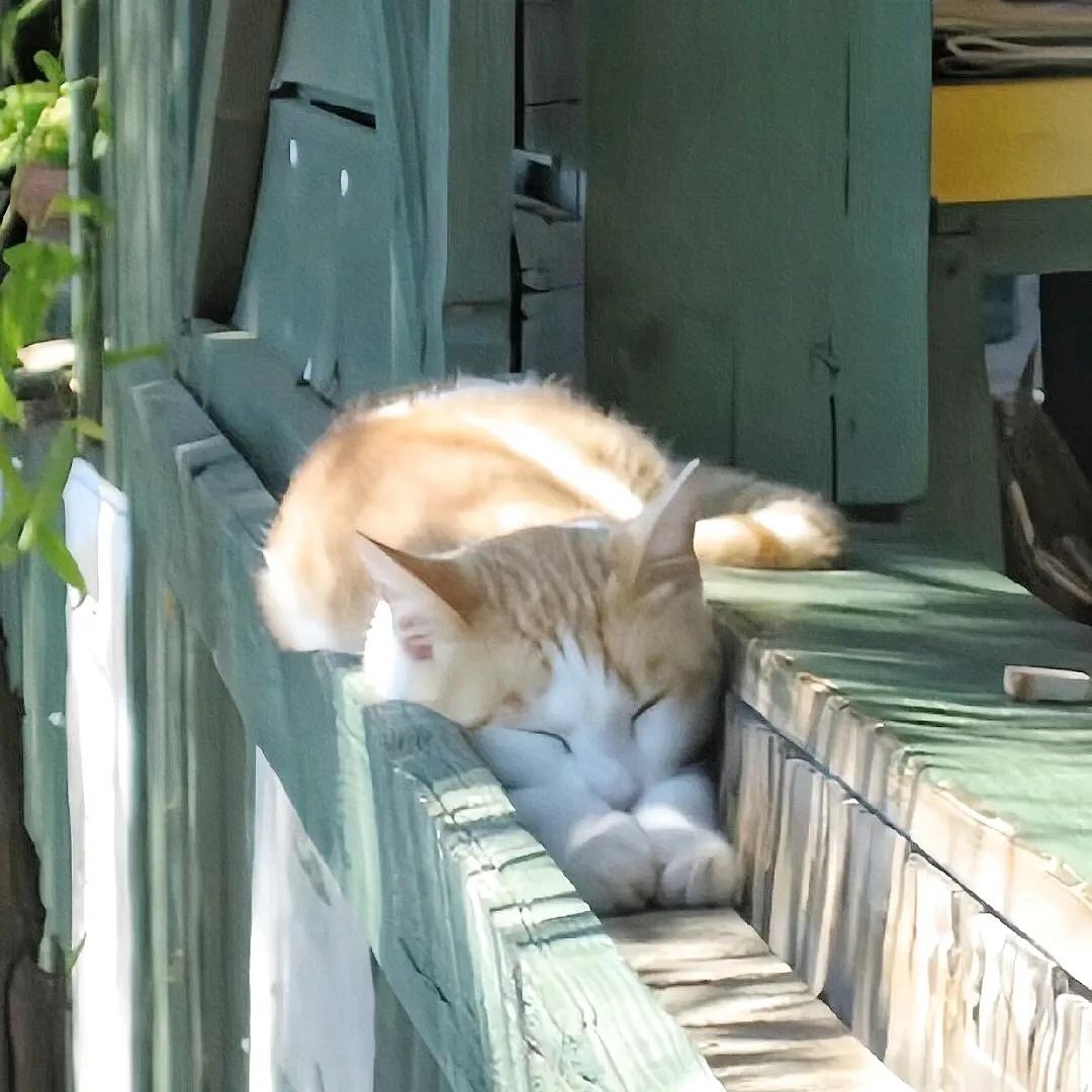 萌萌小猫头像大全可爱,动物头像猫咪可爱