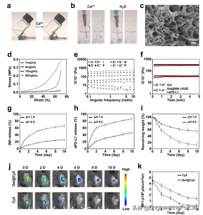 可注射水凝胶协同铁死亡免疫疗法用于肿瘤术后管理