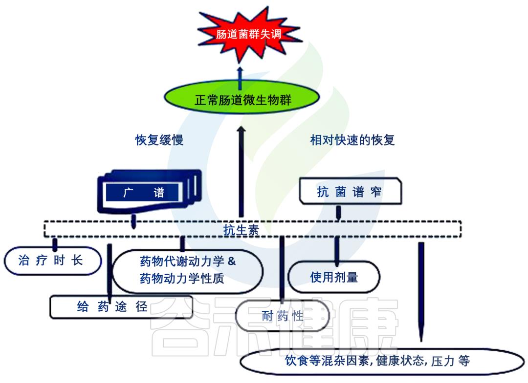 肠道菌群失衡是什么原因导致的,肠道菌群失衡有什么症状
