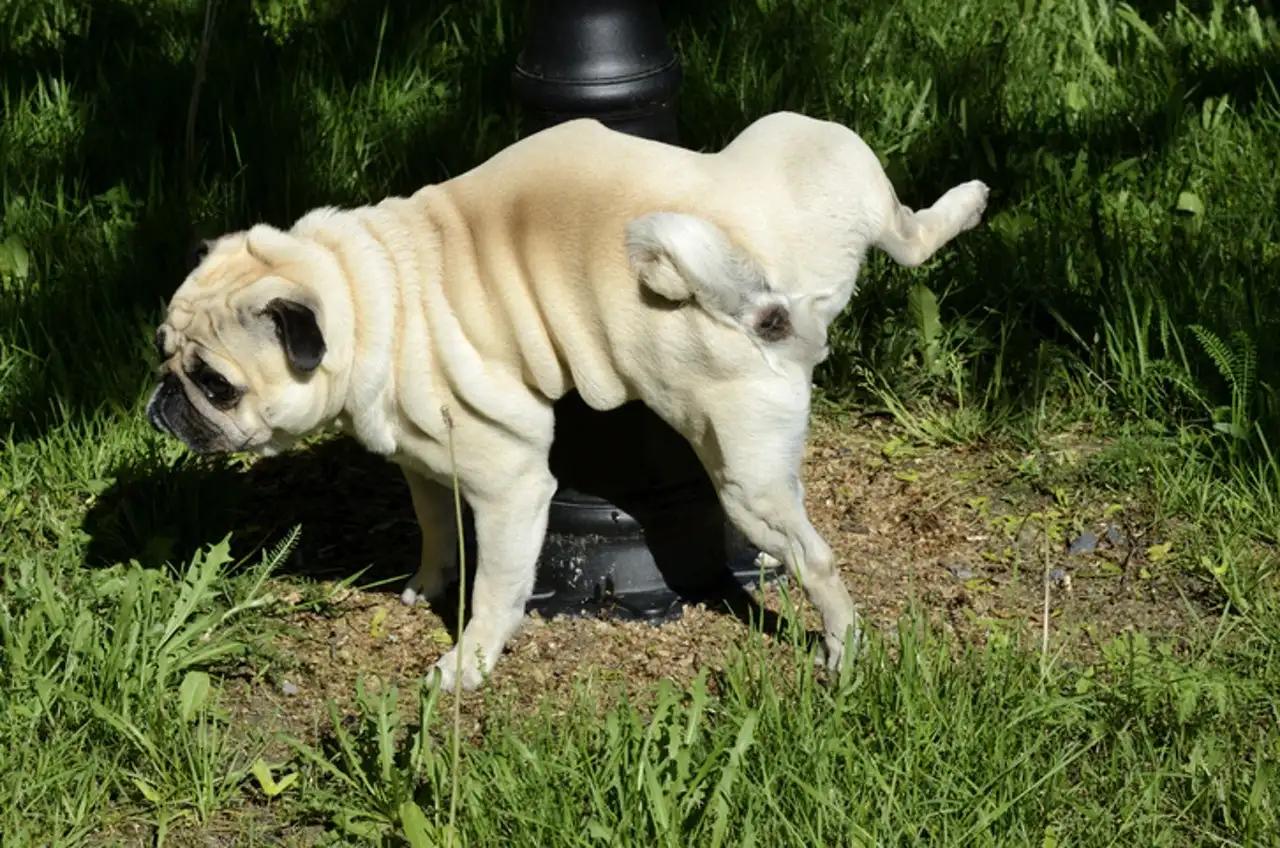 狗狗尿黄是什么原因分析,狗狗尿黄是什么原因引起的