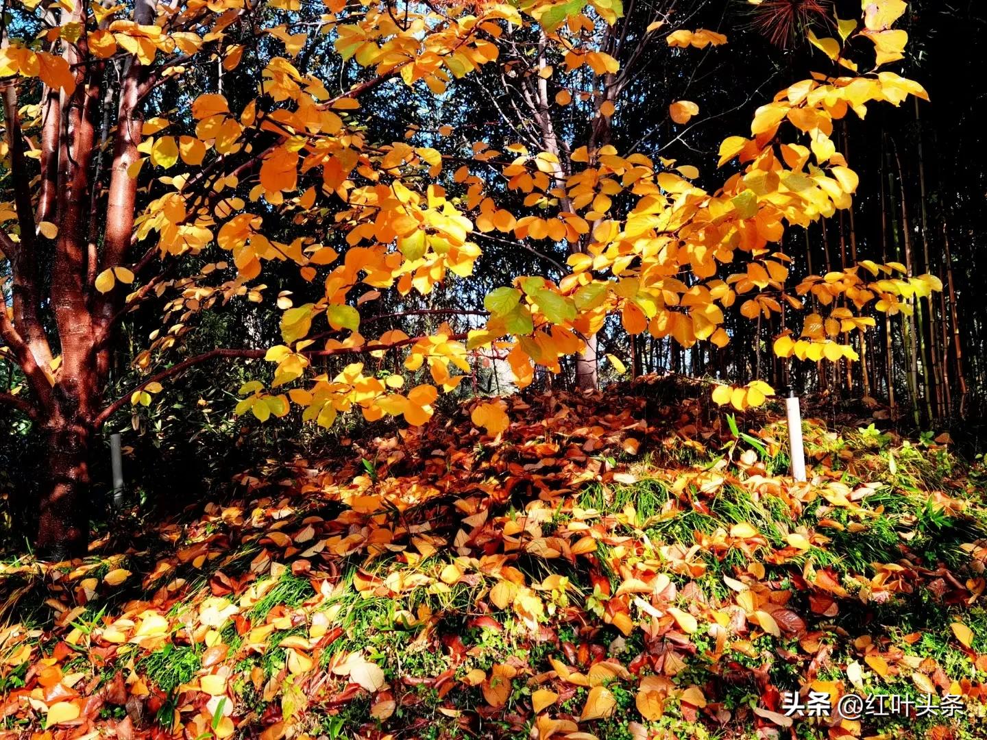 天津三绝诗,赞美天津市的七绝诗