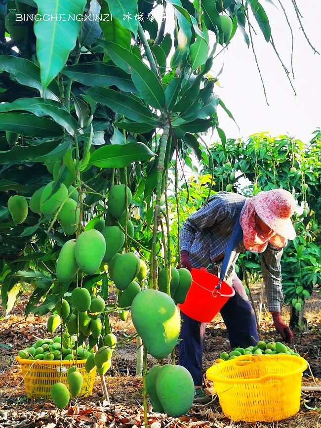 旅居海南：九所新区的浪漫情