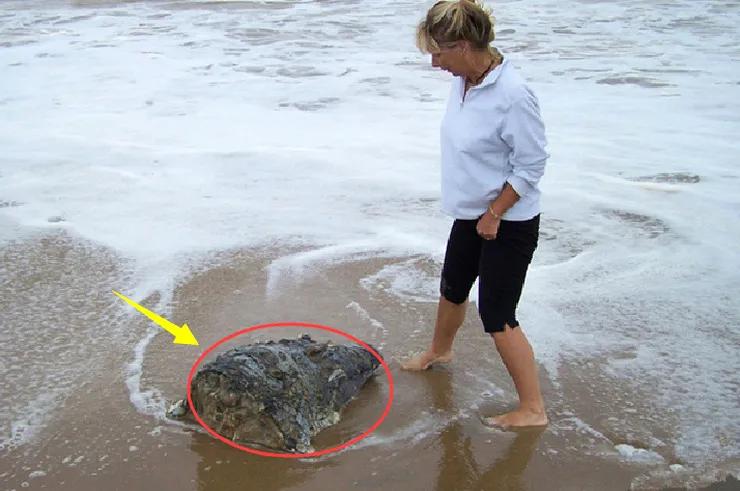 鳄鱼鲨鱼鲸鱼谁最厉害,鲨鱼和鳄鱼大战谁最厉害