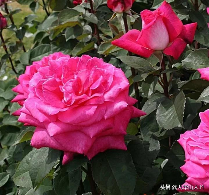 粉色爬藤月季大花浓香品种,大花多层月季花品种大全一览表