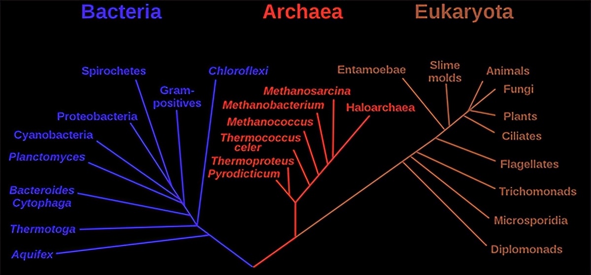 细菌感染使用抗生素药有哪些,皮肤细菌感染抗生素