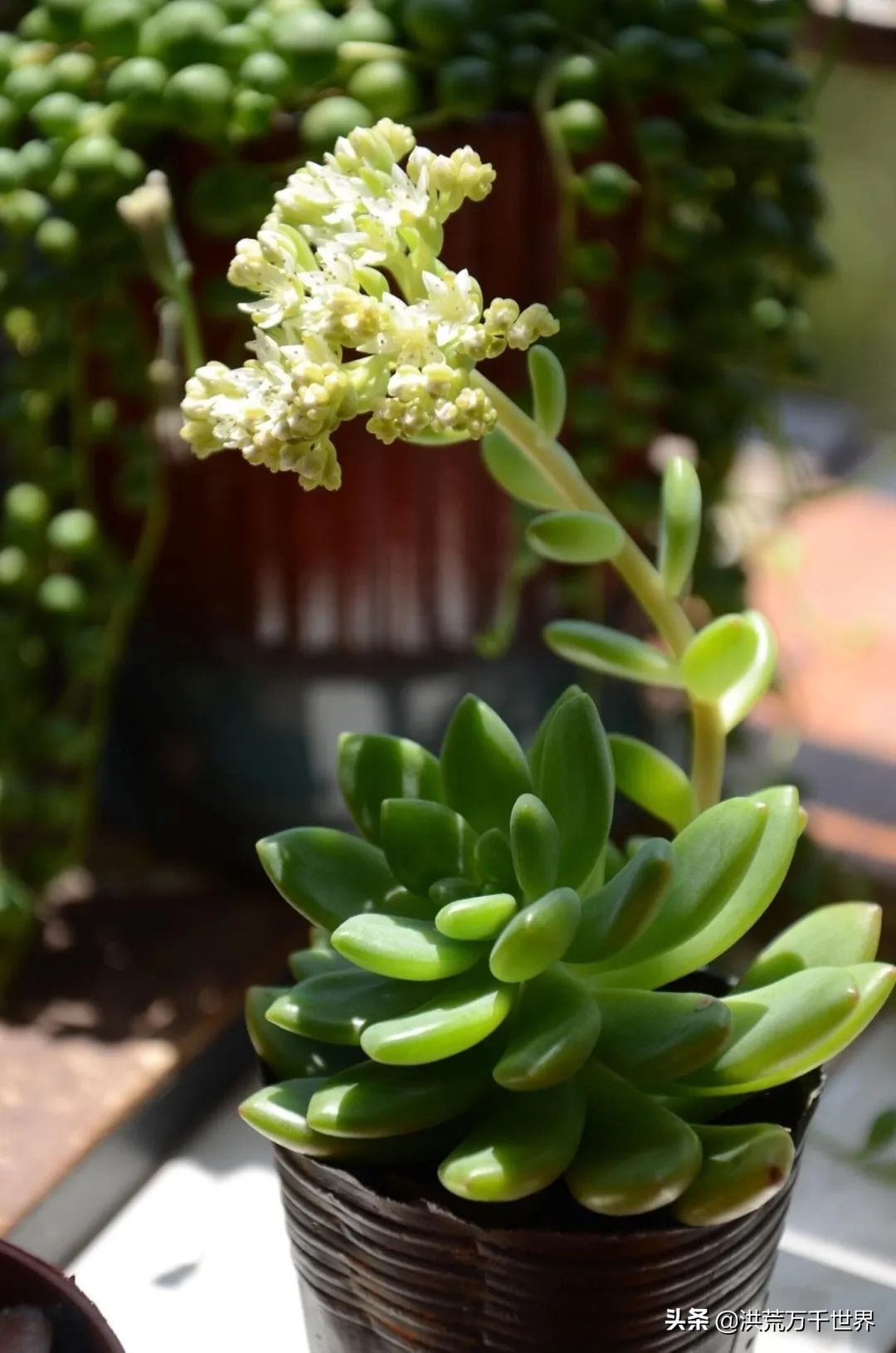 可爱的多肉植物品种大全图解,满19包邮春萌缀化多肉植物盆栽