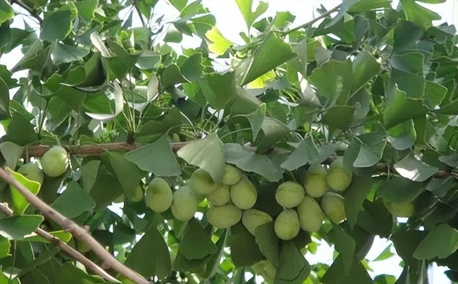 每日一味中药薏苡仁,每日一味中药白扁豆