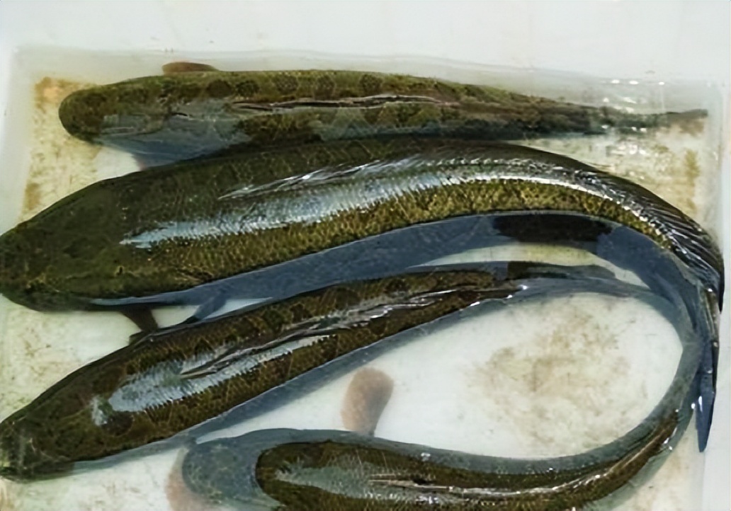 钓鱼泥鳅党被抓,惩治泥鳅党现场