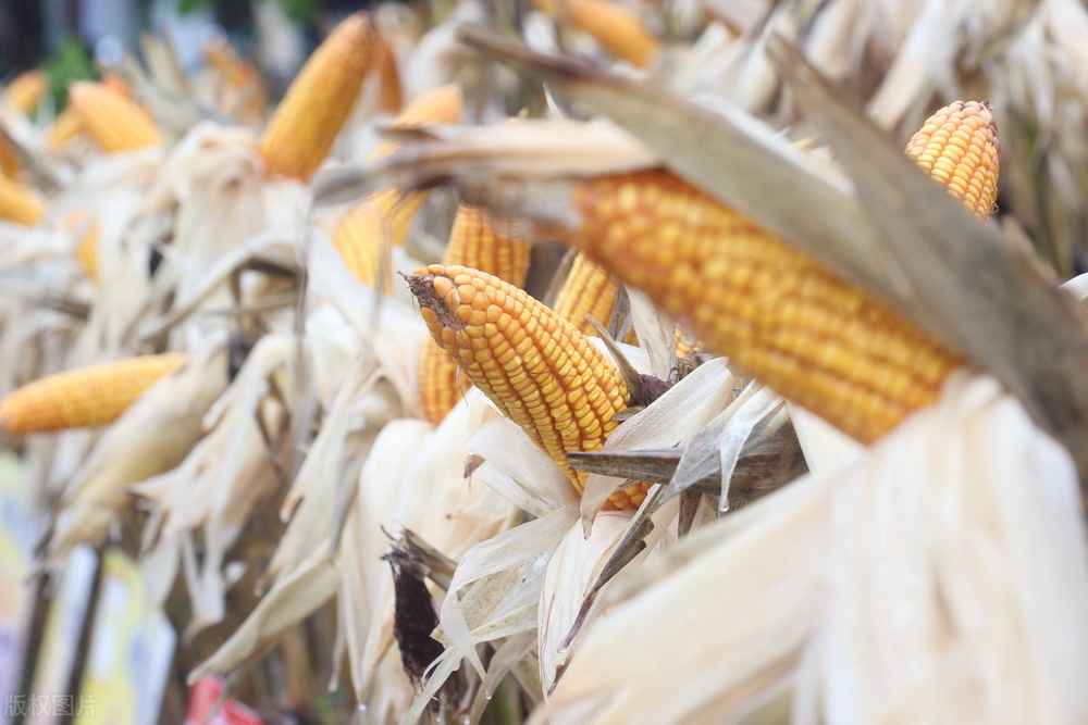 今日玉米价格内蒙古巴彦淖尔市,内蒙古通辽今日玉米湿粮价格